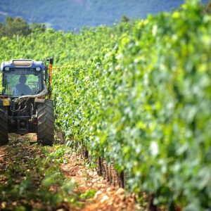 5 de los mejores viñedos de la Toscana