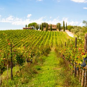 Buscando los mejores vinos en la Toscana